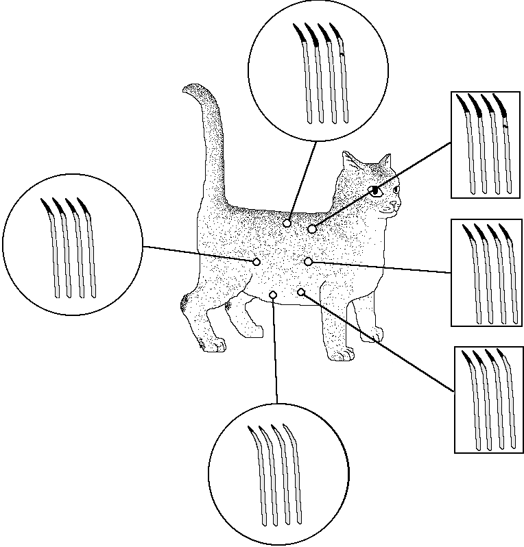 Hairbanding in Silver Shaded Cat
Drawing Copyright (C) by Carol W. Johnson DVM PhD