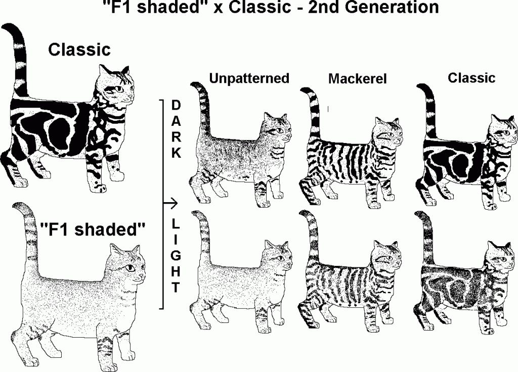F1 Shaded bred to Classic Tabby