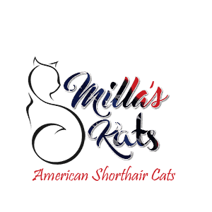 Milla's Kats American Shorthair Cats https://www.millaskats.com